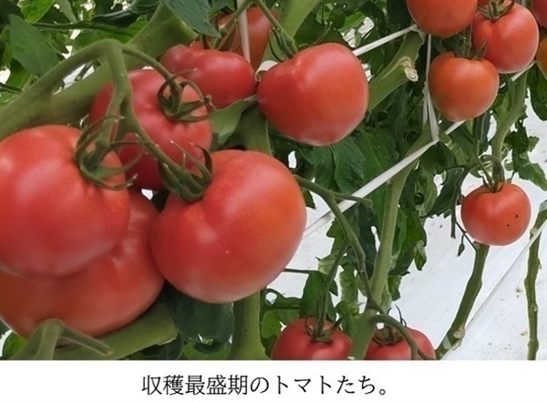 樹上完熟・加西とまと